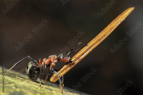 Fototapeta Waldameise trägt Tannennadel, Ameise trägt Fichtennadel, Waldameise mit Baumaterial, Waldameisen Arbeiterin schleppt Tannennadel, Bärenstarke Ameise trägt Nadel