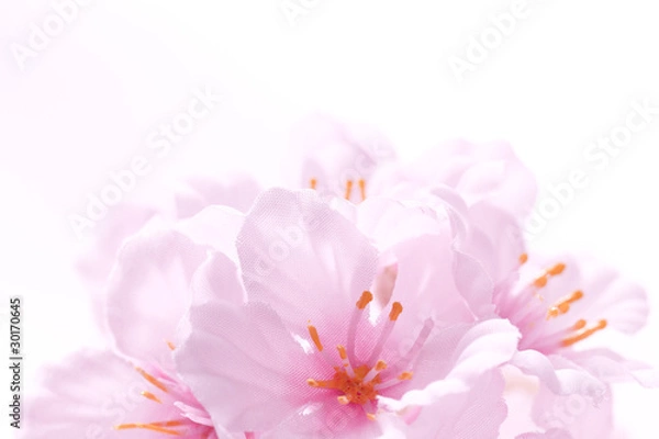 Obraz サクラの造花