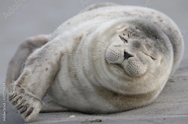 Fototapeta phoque