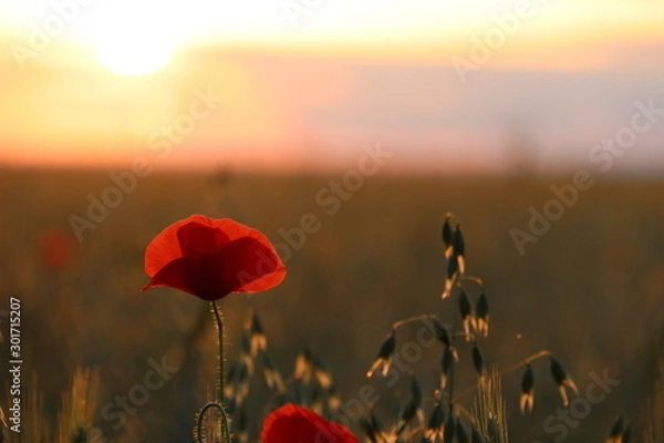 Fototapeta fleur rouge