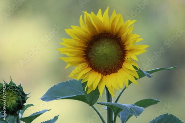 Fototapeta tournesol