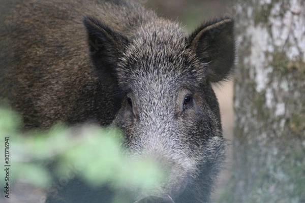 Fototapeta sanglier
