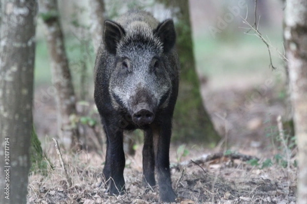 Fototapeta sanglier