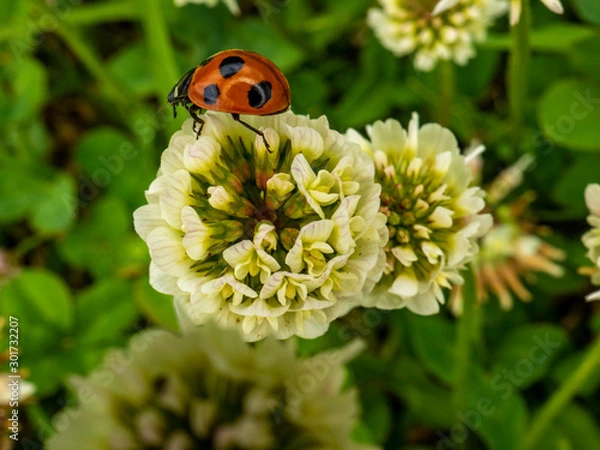 Fototapeta OLYMPUS DIGITAL CAMERA