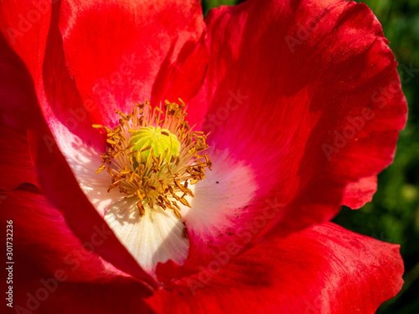 Fototapeta OLYMPUS DIGITAL CAMERA