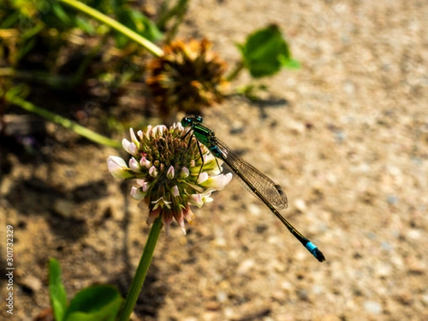 Fototapeta OLYMPUS DIGITAL CAMERA