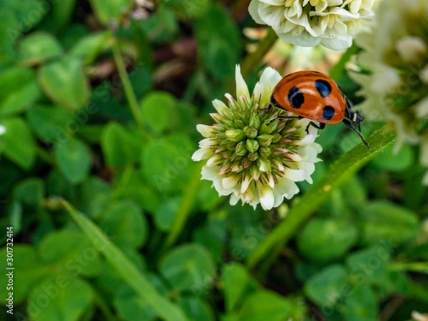 Fototapeta OLYMPUS DIGITAL CAMERA