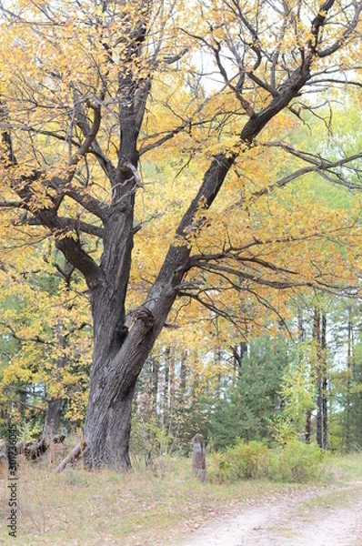 Obraz Autumn landscape with trees