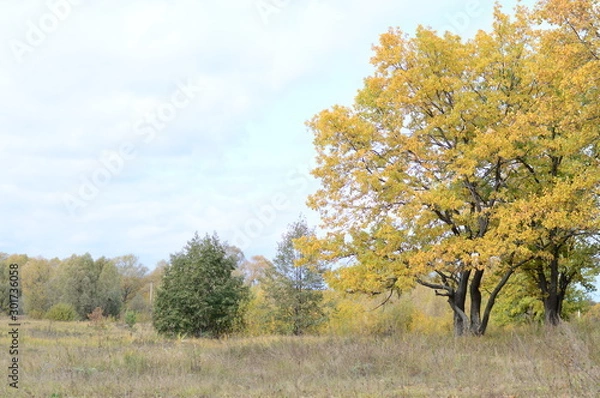 Obraz Autumn landscape with trees