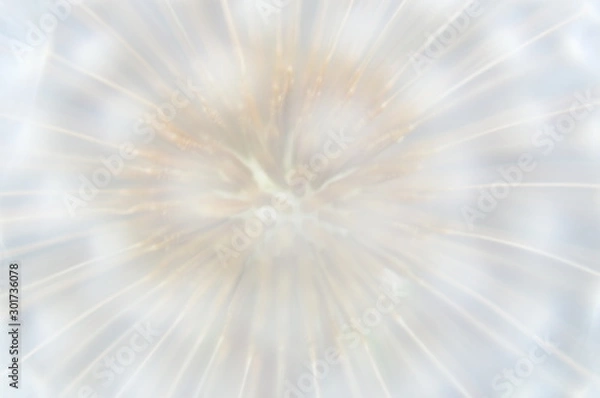 Fototapeta Dandelion macro foto