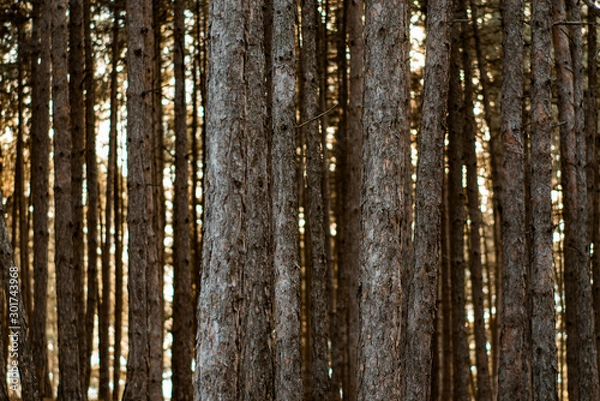 Fototapeta sun shining through the forest