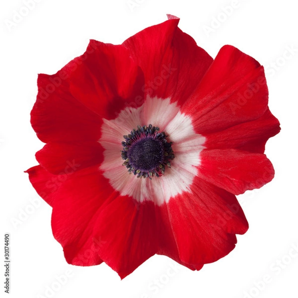 Obraz red/white anemone