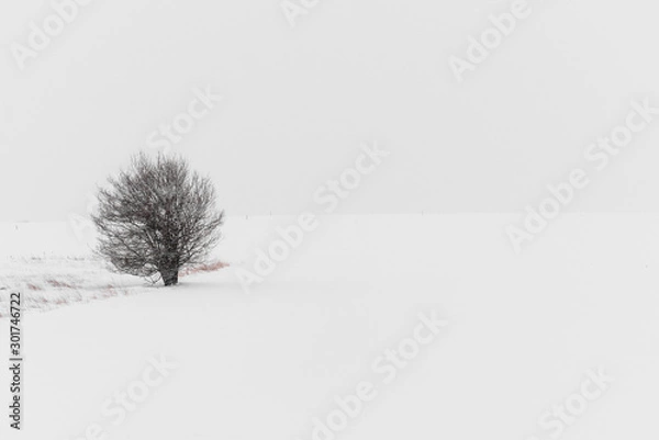 Obraz snow covered tree