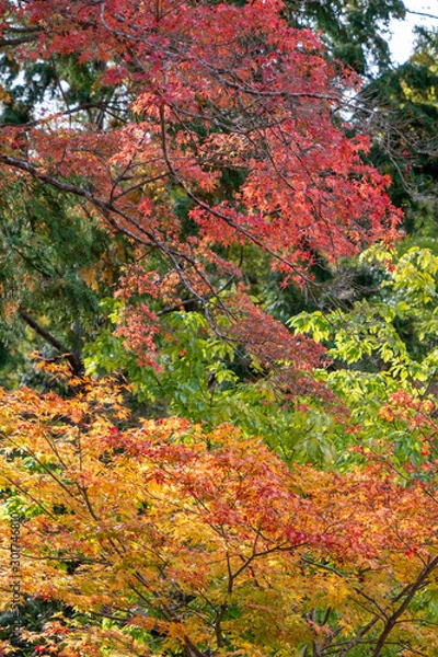 Obraz 紅葉　モミジ　秋