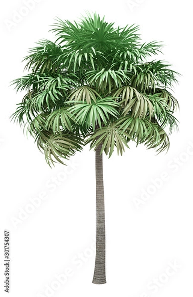 Obraz thatch palm tree isolated on white background