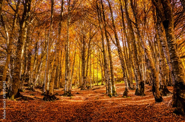 Fototapeta Foret automnale feuilles mortes 