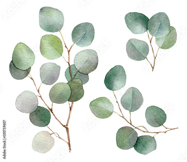 Fototapeta Eucalyptus branches set hand drawn in watercolor isolated on a white background. Floral elements for creating invitations, greeting cards, arrangements. Botanical illustration. Watercolor painting