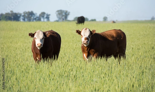 Obraz Wół argentyński