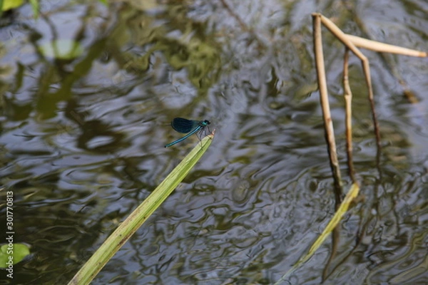 Obraz frog in pond