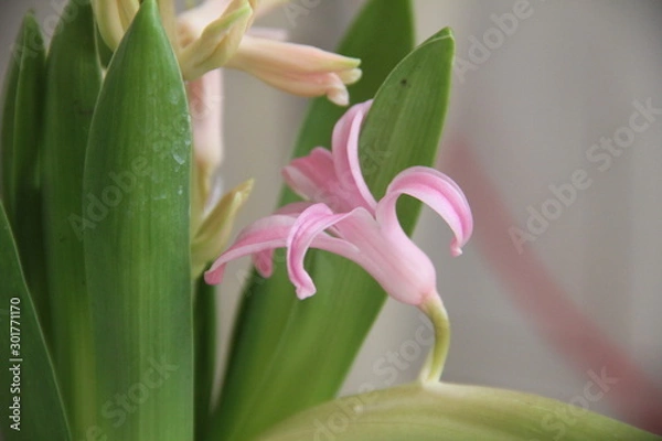 Obraz lily on black background