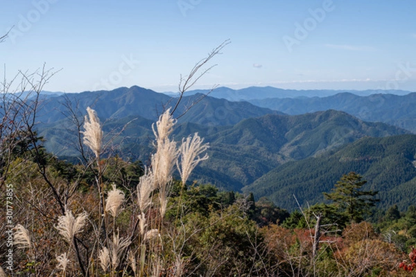 Obraz 高野山 秋のススキと高野山山並 女人道巡り 