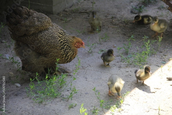 Obraz hen and chickens