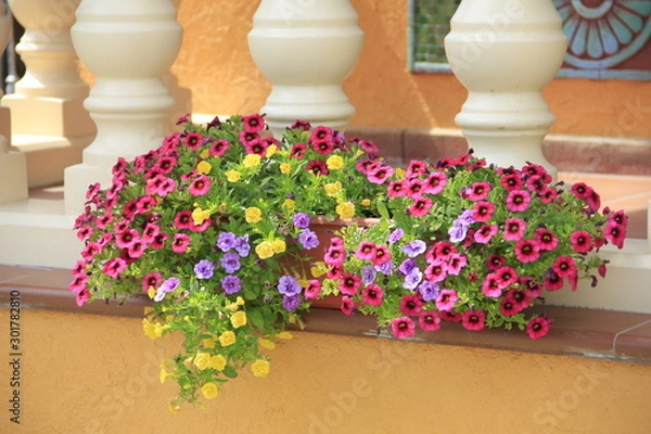 Obraz flowers in pot on table