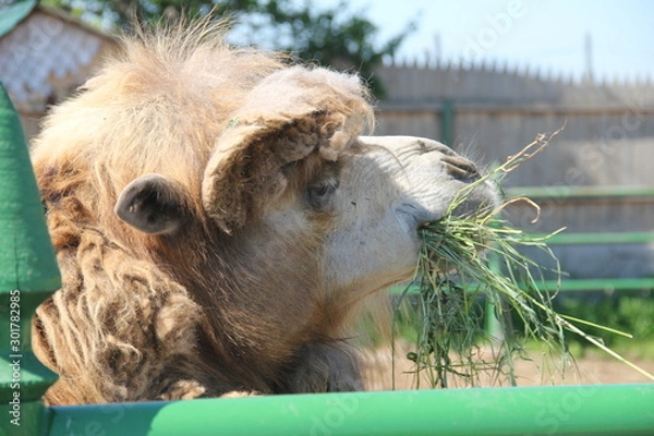 Obraz camel in zoo