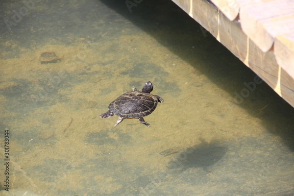 Obraz turtles in a pond