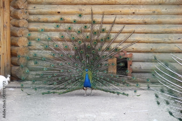 Obraz peacock with feathers