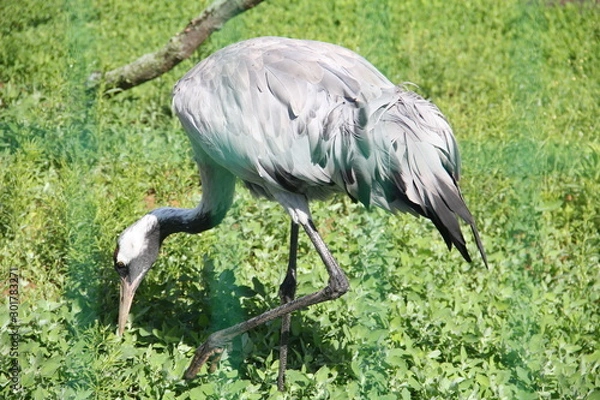 Obraz grey crowned crane in the grass