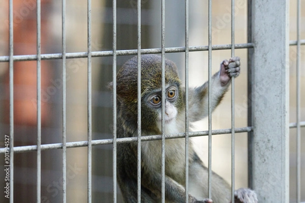 Obraz 上野動物園の猿（Brothera Guenon, Brother Monkey）