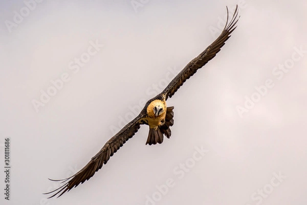 Fototapeta Quebrantahuesos