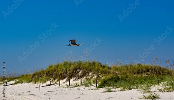Obraz Heron in Flight