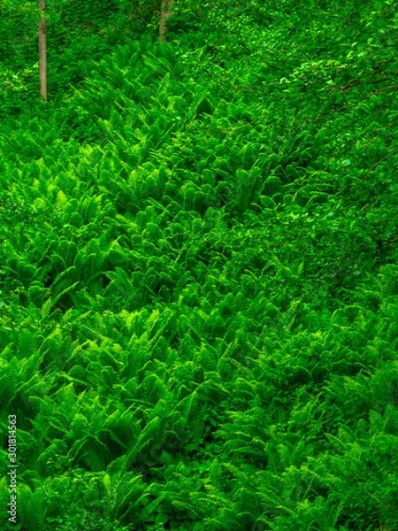 Fototapeta green grass background