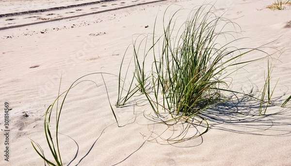 Obraz Sea grass