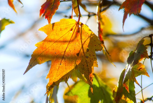 Obraz Jesienne liście 3