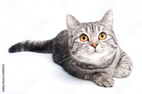 Obraz Isolated grey cat