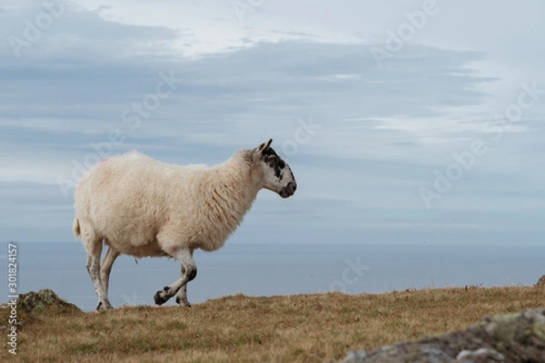 Fototapeta  sheep in the mountains of ireland on the background of the ocean close-up