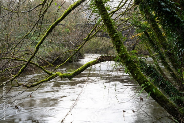 Fototapeta A river flowing under an ancient bridge in autumn with a foreground of mossy tree branches. The Camel Trail  in Cornwall, England UK