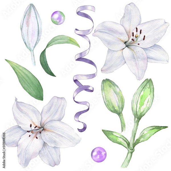 Obraz Set of isolated lilies to create a design. Watercolor illustration. Hand drawing
