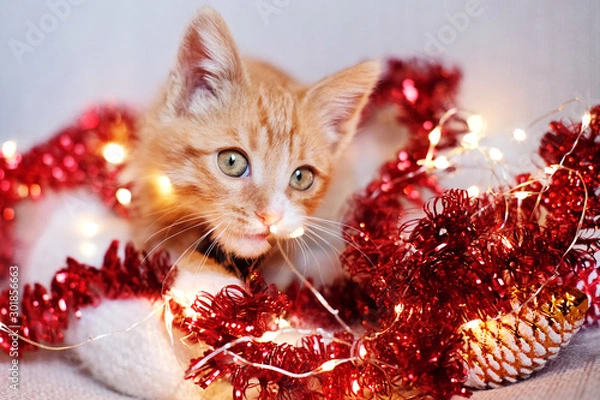 Obraz  Little red kitten playing in Christmas decorations