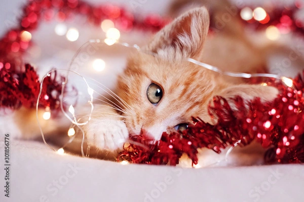 Obraz  Little red kitten playing in Christmas decorations