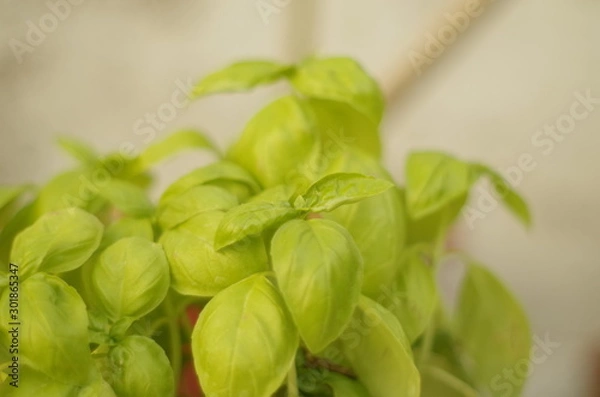 Obraz fresh basil in pot