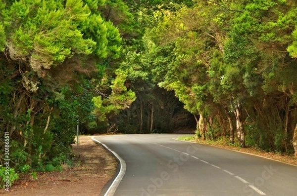 Obraz road in forest