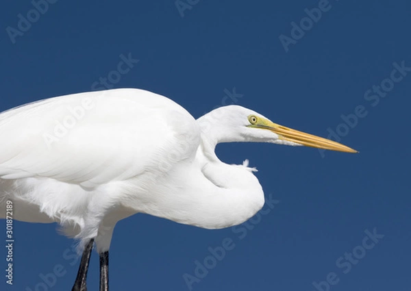 Obraz A Great Egret (Ardea alba) standing on a dock under a clear blue sky on St. Pete Beach, Florida.