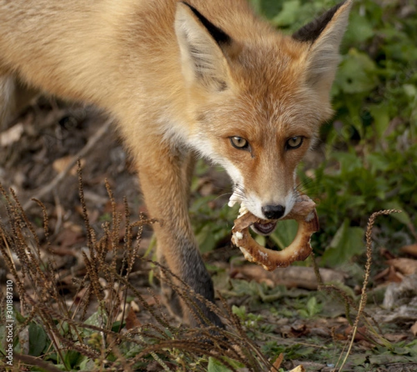 Fototapeta red fox