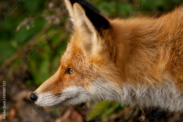 Fototapeta red fox