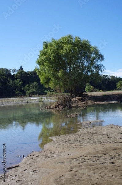 Obraz 川辺に生えた木