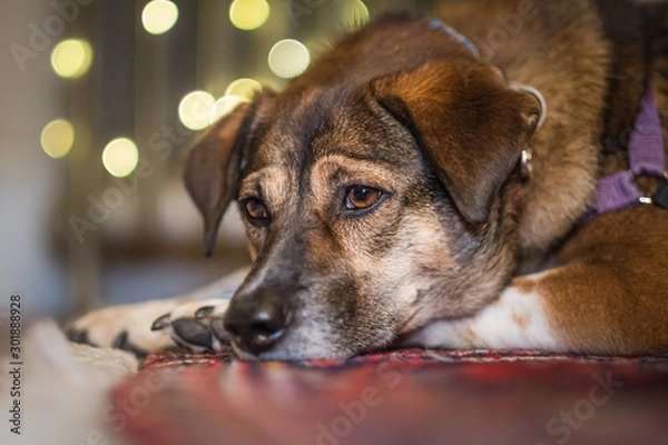 Obraz Sad dog with holiday party lights